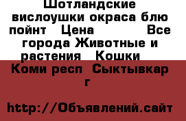 Шотландские вислоушки окраса блю пойнт › Цена ­ 4 000 - Все города Животные и растения » Кошки   . Коми респ.,Сыктывкар г.